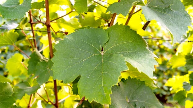 Beautiful green wine Leaf on branch