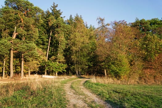 Scenic landscape with trees in forest in autumn.