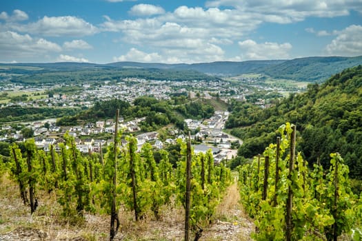 Beautiful Vineyard on moselle in Trittenheim Germany