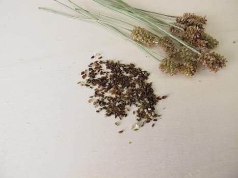 Edible ribwort plantain seeds and flower stalks