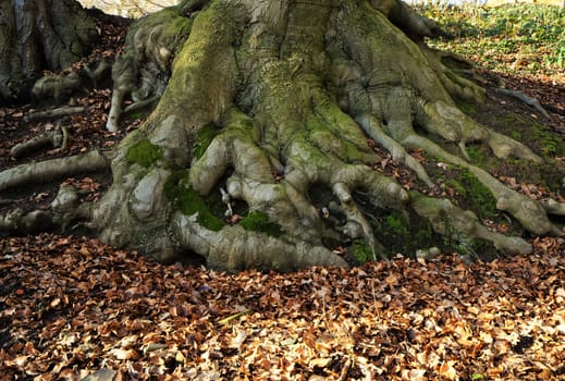 Visible tree roots above the forest floor
