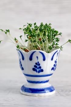 Cress salad sprouted from seeds in an egg stand on a wooden background