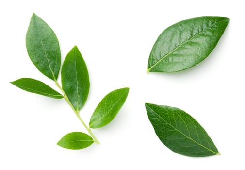 Blueberry leaves isolated on white background. Top view. Flat lay. Light shadow