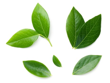 Blueberry leaves isolated on white background. Slight shadow. Top view, flat lay