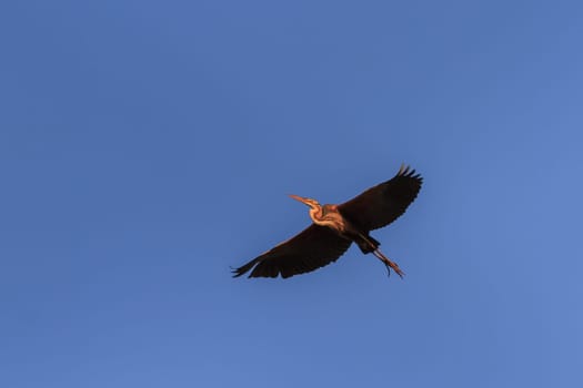 red heron (ardea purpurea) in flight in Danube Delta, Romania