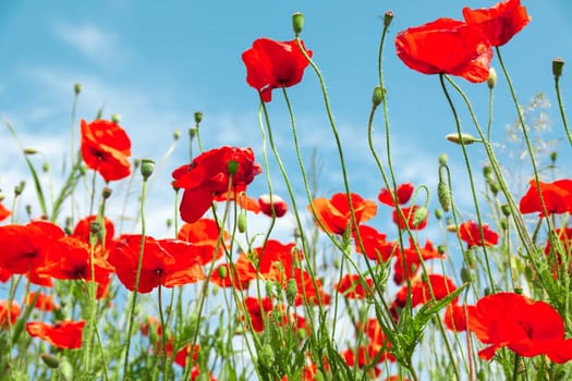 Red poppy flowers on sunny blue sky