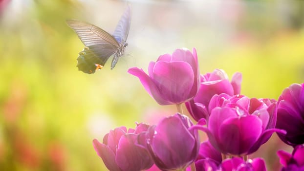 THe Beautiful butterfly on a flowers with nice background