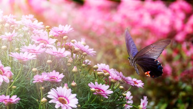 The beautiful butterfly on a flower witn nice background