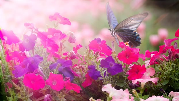THe Beautiful butterfly on a flowers with nice background