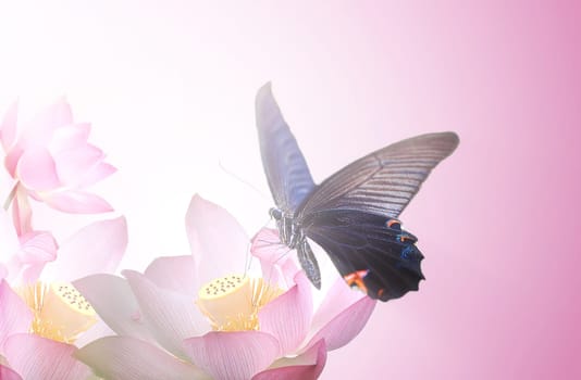 The beautiful butterfly on a flower witn nice background