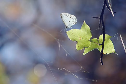 The butterfly on the green place with nice background
