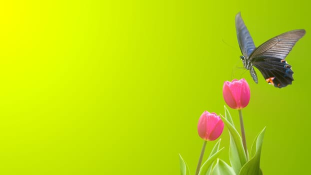 THe Beautiful butterfly on a flowers with nice background