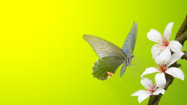 The beautiful butterfly on a flower witn nice background