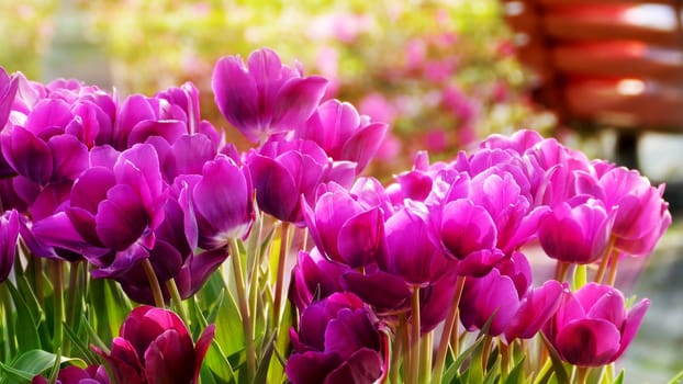 THe Beautiful butterfly on a flowers with nice background