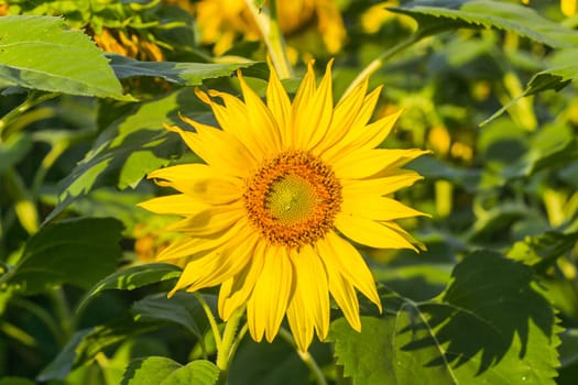 Sunflower in the plantation. not far from village sunflower agriculture of eastern Europe