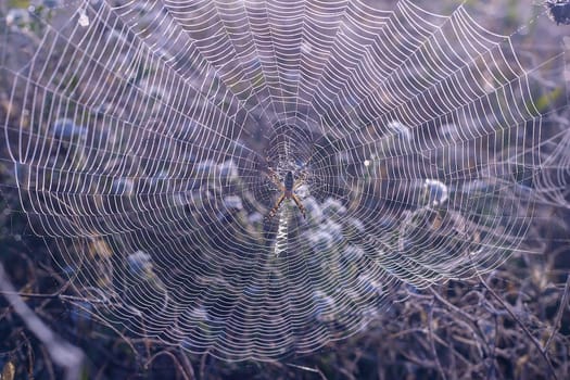 A big spider at his spiderweb