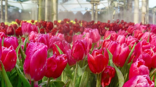 Many tulips in the flowerbed in a park in Thailand in different colors