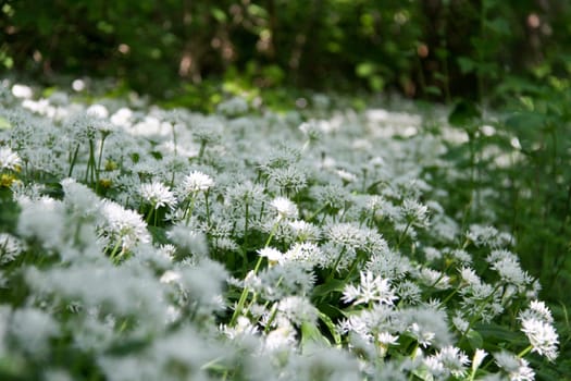 A shady spot is the best place for wild garlic