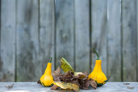 Two Yellow-green zucchini with brown dead leafs. Close up with a gray rustic background. Autumn motif.