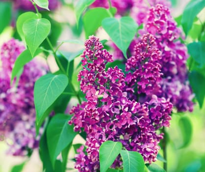 Branch of blossoming lilac on green leaves background. Selective focus.