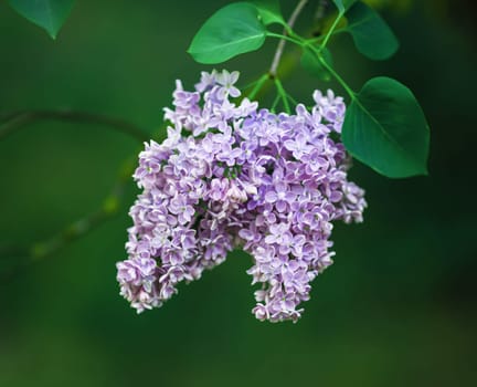Branch of blossoming lilac and green leaves. Selective focus.