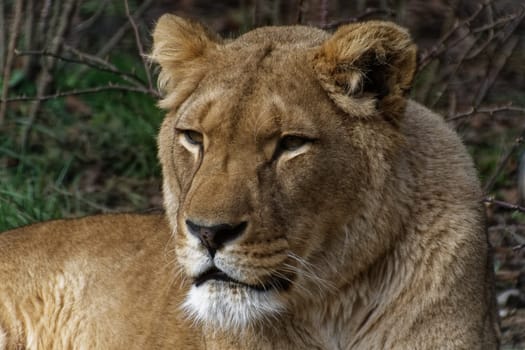 Lion
