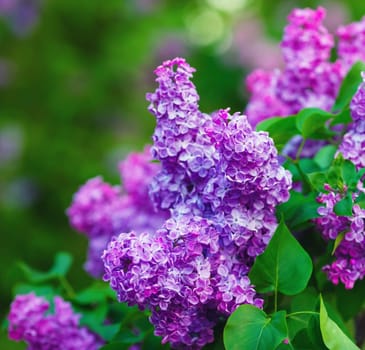 Blossoming purple lilacs and green leaves. Shallow depth of field. Selective focus.