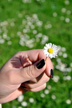 Common white daisy from garden in hand of girl