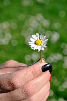 Common white daisy from garden in hand of girl