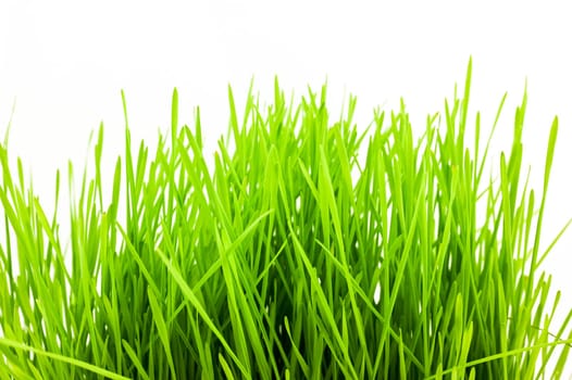 Christmas wheat, grass isolated on white background.