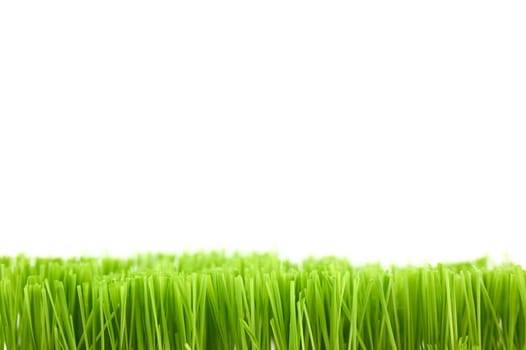 Christmas wheat, grass isolated on white background.