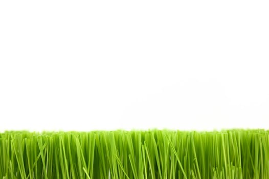 Christmas wheat, grass isolated on white background.