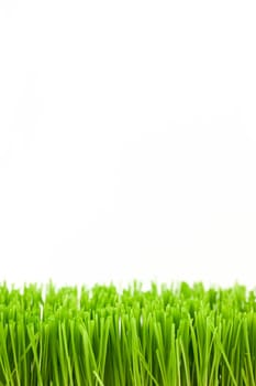 Christmas wheat, grass isolated on white background.