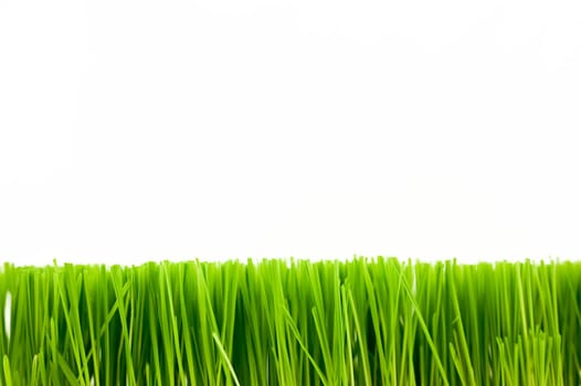 Christmas wheat, grass isolated on white background.