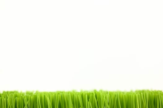 Christmas wheat, grass isolated on white background.