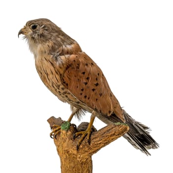 stuffed kestrel female sitting on a branch isolated on white