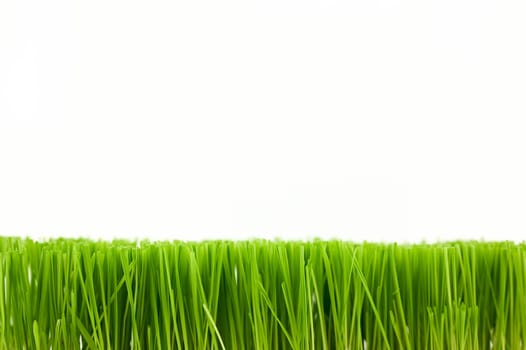 Christmas wheat, grass isolated on white background.