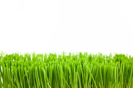 Christmas wheat, grass isolated on white background.