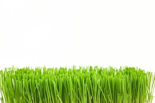 Christmas wheat, grass isolated on white background.