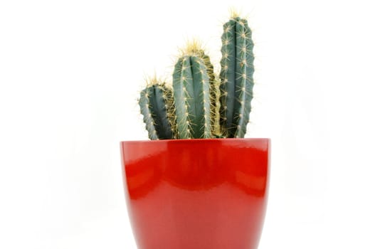 Cactus collection for decoration in pots, isolated on white background with reflection on floor