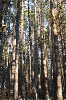 Pine forest during winter, large trees with clear blue sky in Sarajevo on Trebevic mountain