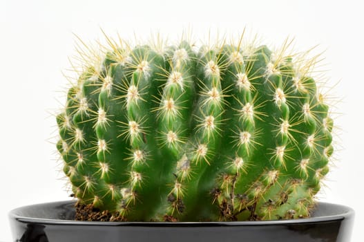 Cactus collection for decoration in pots, isolated on white background with reflection on floor