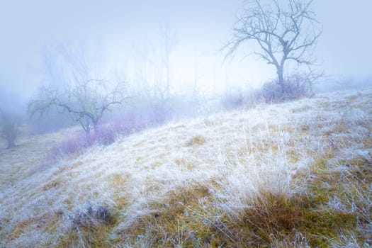 Rimy hassocks on a misty meadow orchard with a rosebush and bald apple trees