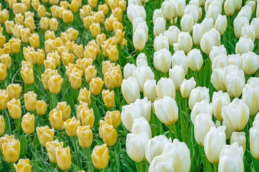 Flowerbed of yellow and white tulips in the garden. Springtime in Netherlands