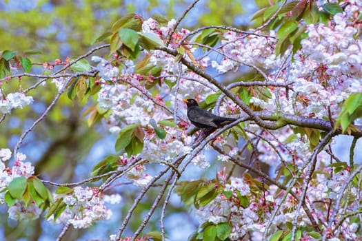 Common blackbird on a branch of sakura