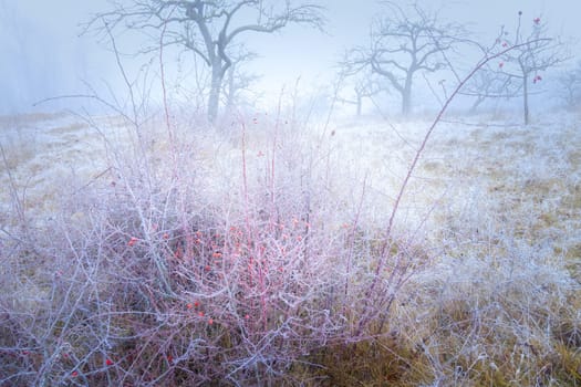 Rimy hassocks on a misty meadow orchard with a rosebush and bald apple trees