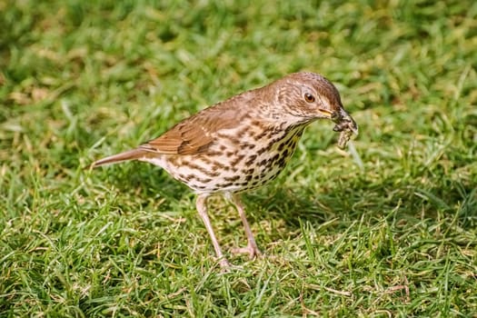 Song thrush on the grass looking for a food