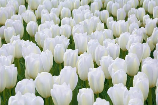 Flowerbed of white tulips in the garden. Springtime in Netherlands