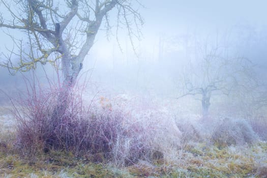Rimy hassocks on a misty meadow orchard with a rosebush and bald apple trees