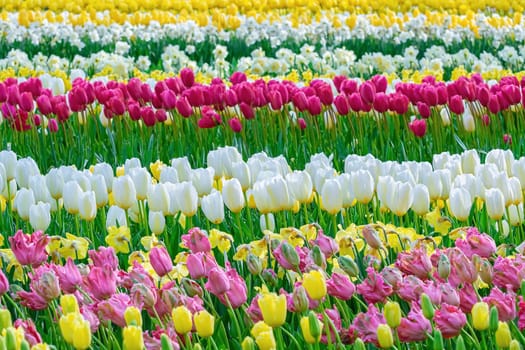 Flowerbed of tulips in the garden. Springtime in Netherlands